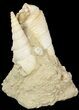 Beautiful Fossil Turritella Cluster - France #47962-1